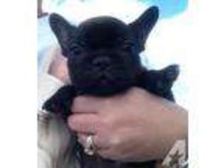 French Bulldog Puppy for sale in FLORENCE, SC, USA