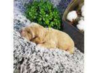 Cocker Spaniel Puppy for sale in Topeka, IN, USA
