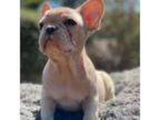 French Bulldog Puppy for sale in Memphis, TN, USA