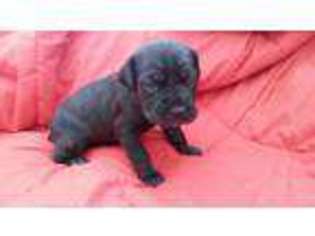 Cane Corso Puppy for sale in Millport, NY, USA