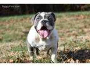 Olde English Bulldogge Puppy for sale in Cunningham, TN, USA