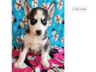 Siberian Husky Puppy for sale in North Platte, NE, USA