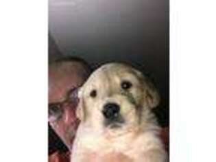 Golden Retriever Puppy for sale in Cordele, GA, USA