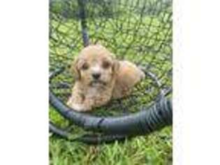 Cavapoo Puppy for sale in Hartville, MO, USA