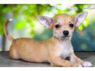 Chihuahua Puppy for sale in Saint George, UT, USA