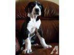 Great Dane Puppy for sale in SACRAMENTO, CA, USA