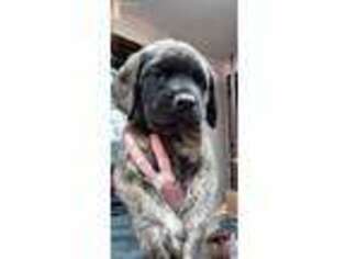 Mastiff Puppy for sale in Oak Grove, MO, USA