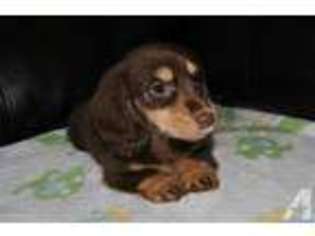 Dachshund Puppy for sale in AUBURNDALE, FL, USA