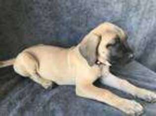 Mastiff Puppy for sale in Nora Springs, IA, USA