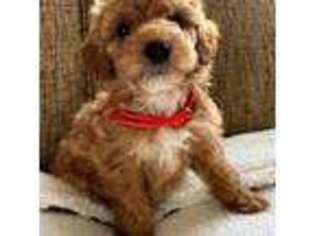Goldendoodle Puppy for sale in Summersville, WV, USA