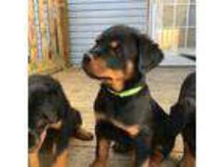 Rottweiler Puppy for sale in Pasadena, MD, USA