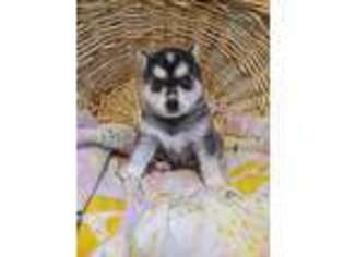 Alaskan Klee Kai Puppy for sale in Miltona, MN, USA