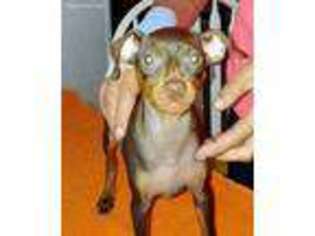 Miniature Pinscher Puppy for sale in Dunnellon, FL, USA