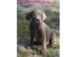 Labrador Retriever Puppy for sale in Hallsville, TX, USA