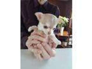 Chihuahua Puppy for sale in Canton, IL, USA