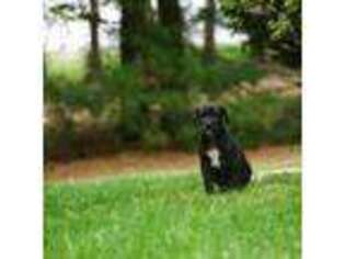 Great Dane Puppy for sale in Three Rivers, MI, USA