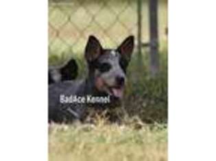 Australian Cattle Dog Puppy for sale in Hazlehurst, GA, USA