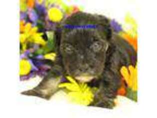 Shih-Poo Puppy for sale in Rock Rapids, IA, USA