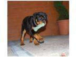 Rottweiler Puppy for sale in Coventry, West Midlands (England), United Kingdom