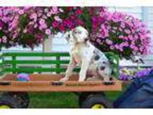 Great Dane Puppy for sale in Monroe, IN, USA