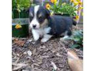 Pembroke Welsh Corgi Puppy for sale in Perryville, MD, USA