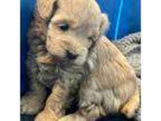Schnoodle (Standard) Puppy for sale in Snowflake, AZ, USA
