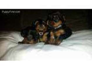 Yorkshire Terrier Puppy for sale in Marshall, WI, USA