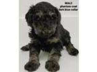 Labradoodle Puppy for sale in Henderson, NV, USA