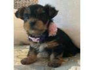 Yorkshire Terrier Puppy for sale in Peoria, AZ, USA