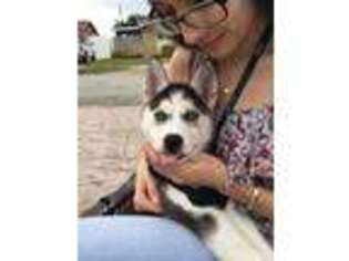 Siberian Husky Puppy for sale in Hialeah, FL, USA
