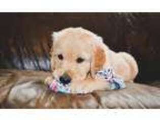 Golden Retriever Puppy for sale in Fredericksburg, TX, USA