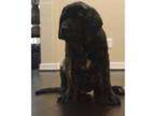 Mastiff Puppy for sale in Missouri City, TX, USA