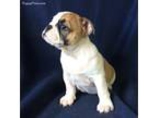 Bulldog Puppy for sale in Dutton, AL, USA
