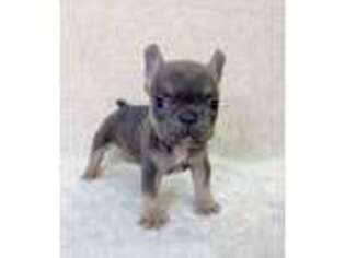 French Bulldog Puppy for sale in Pikeville, KY, USA