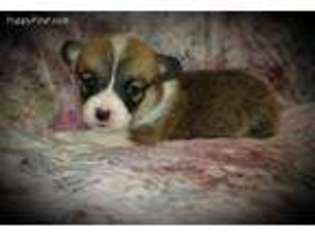 Pembroke Welsh Corgi Puppy for sale in Dublin, TX, USA