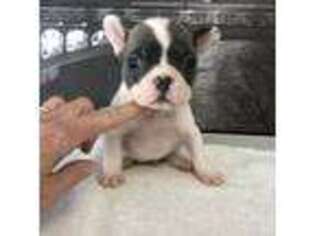 French Bulldog Puppy for sale in Smithfield, NC, USA