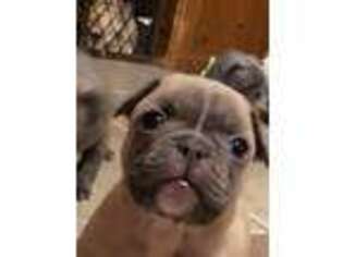 French Bulldog Puppy for sale in Haverhill, MA, USA