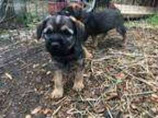 Border Terrier Puppy for sale in Lincoln, CA, USA