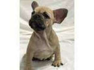 French Bulldog Puppy for sale in Lake Forest, CA, USA