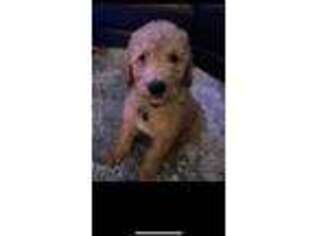 Goldendoodle Puppy for sale in Keyport, NJ, USA