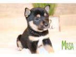 Shiba Inu Puppy for sale in Bernville, PA, USA