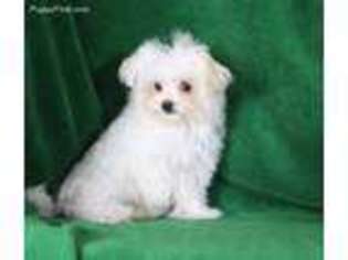 Maltese Puppy for sale in Butler, MO, USA