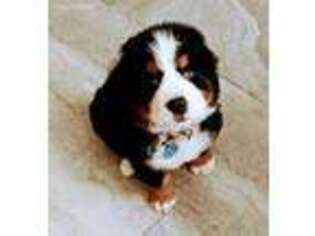 Bernese Mountain Dog Puppy for sale in Sugar Land, TX, USA