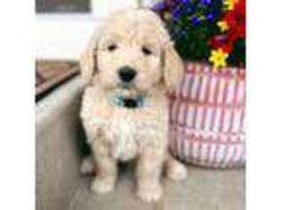 Goldendoodle Puppy for sale in Denver, CO, USA