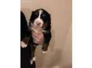 Bernese Mountain Dog Puppy for sale in Bloomsburg, PA, USA