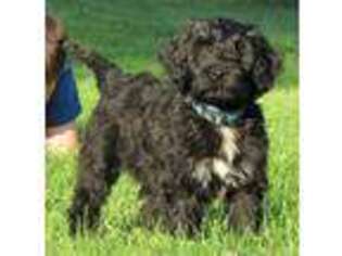 Portuguese Water Dog Puppy for sale in Russellville, KY, USA