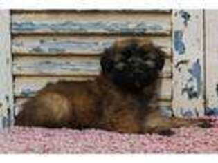 Soft Coated Wheaten Terrier Puppy for sale in Eden Valley, MN, USA