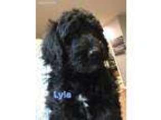 Saint Berdoodle Puppy for sale in Snohomish, WA, USA