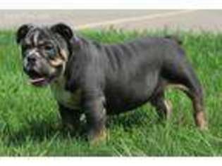Bulldog Puppy for sale in Inver Grove Heights, MN, USA