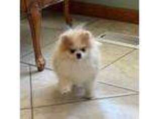 Pomeranian Puppy for sale in Hemingway, SC, USA